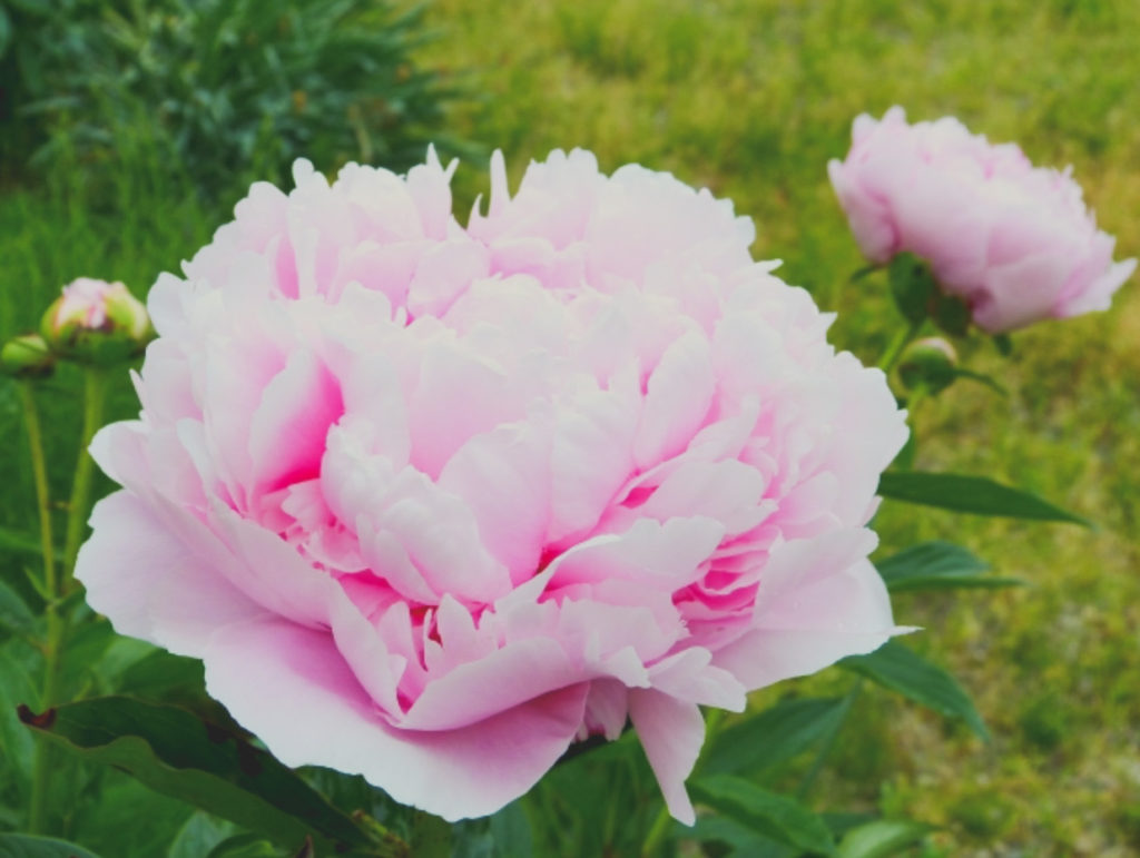 ✳️ 優雅なビーズバッグ 芍薬の花？大きな花柄 ❣️の+