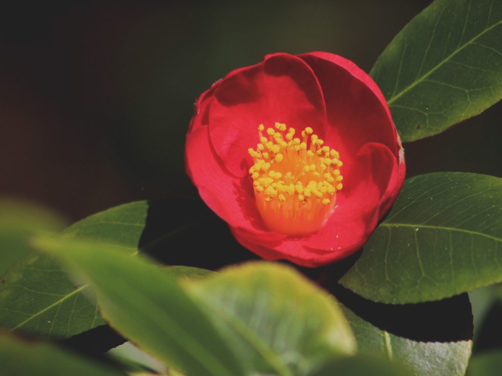 椿 ツバキ の花はなぜ冬に咲くの 意外な理由と基本情報 Erma S Flower Note