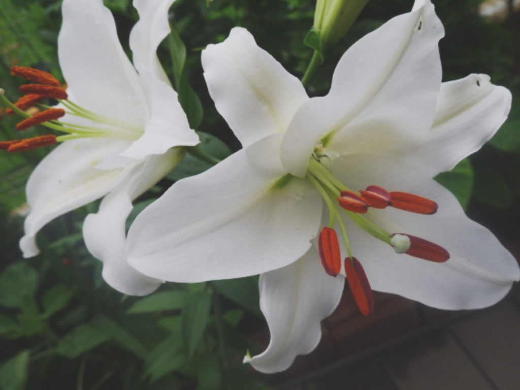 ことわざ 芍薬 牡丹 百合ってどんな花 美しさを表現する花の意味 Erma S Flower Note