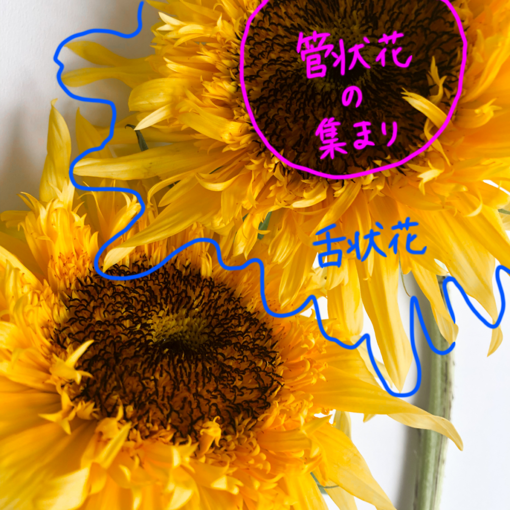 ひまわりの飾り方 切り花を長く楽しむコツ エルマの花図鑑 Erma S Flower Note