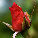 赤色のバラの蕾