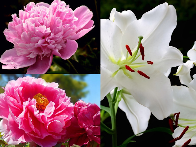 ことわざの 芍薬 牡丹 百合 はどんな花 美しさを表現する花達 Erma S Flower Note