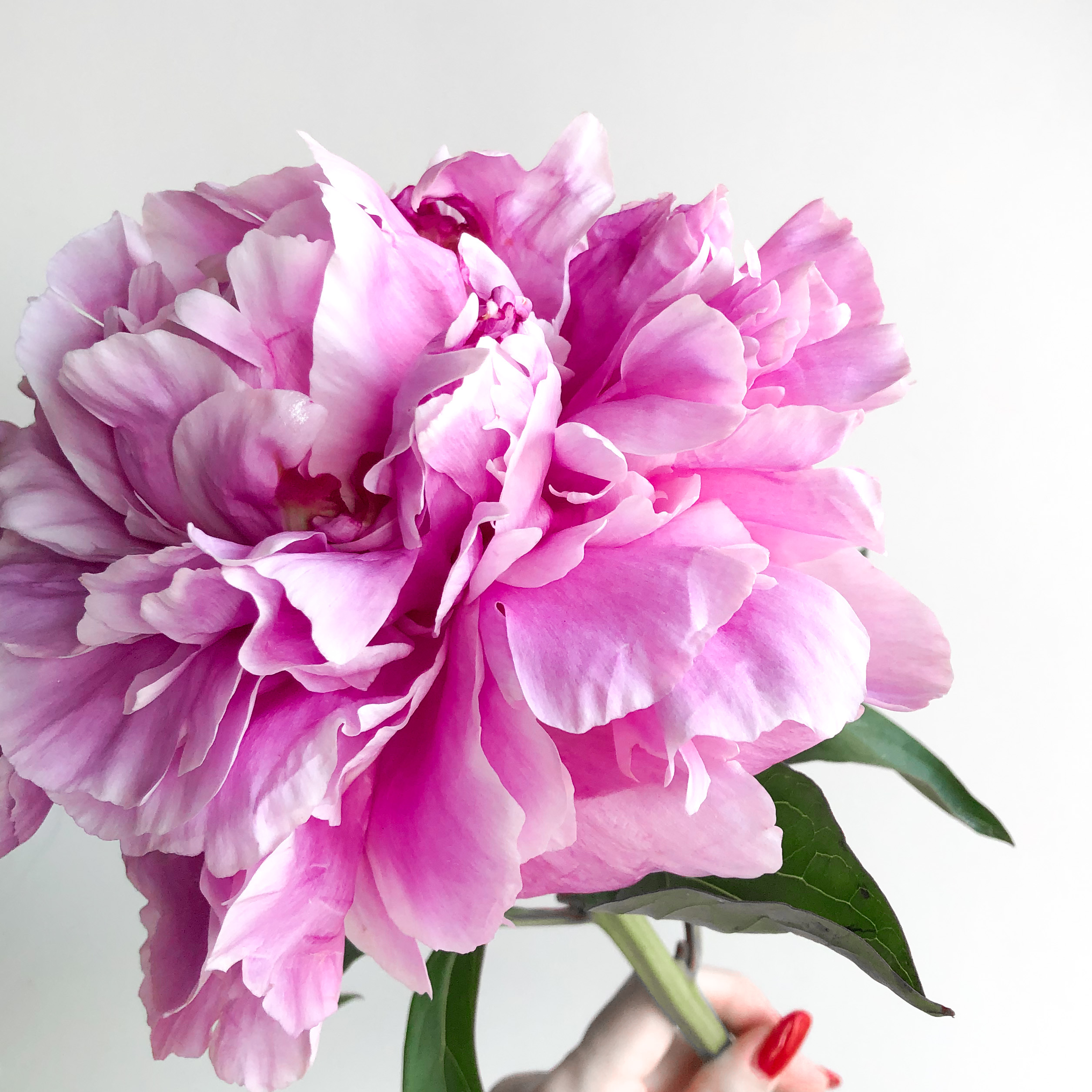 芍薬 シャクヤク の飾り方 切り花を長く楽しむコツ エルマの花図鑑 Erma S Flower Note