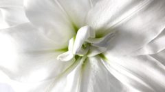 自分をアピールするベラドンナリリーの花言葉とその由来とは Erma S Flower Note