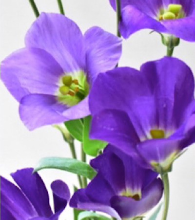 一重咲きのトルコキキョウの切り花の画像