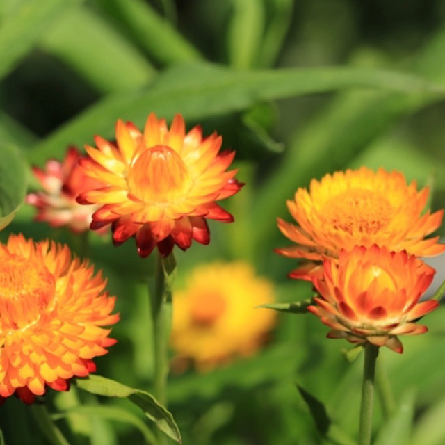 千日紅 センニチコウ の花言葉と海外での名前とは 名前の由来も詳しく解説 Erma S Flower Note