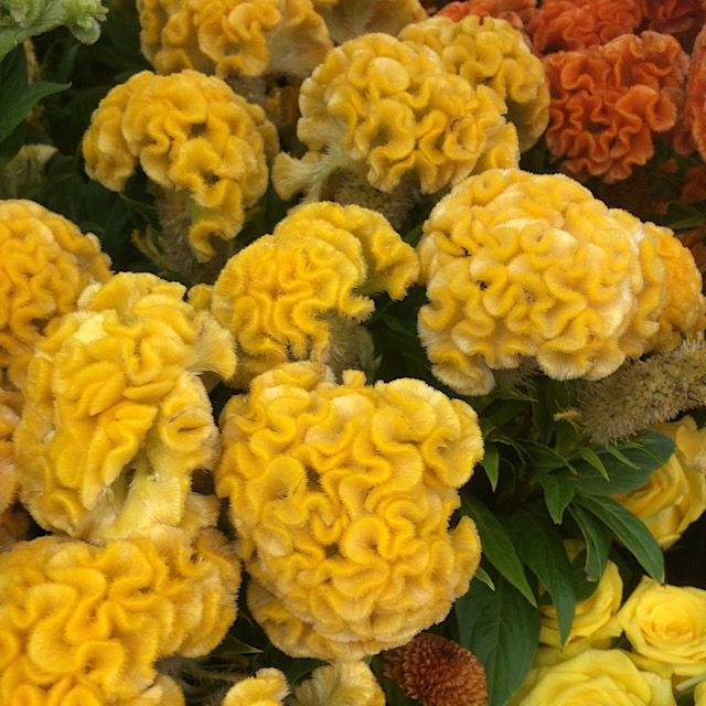 ケイトウの花言葉とは 英語名や開花時期など基本情報まとめ Erma S Flower Note