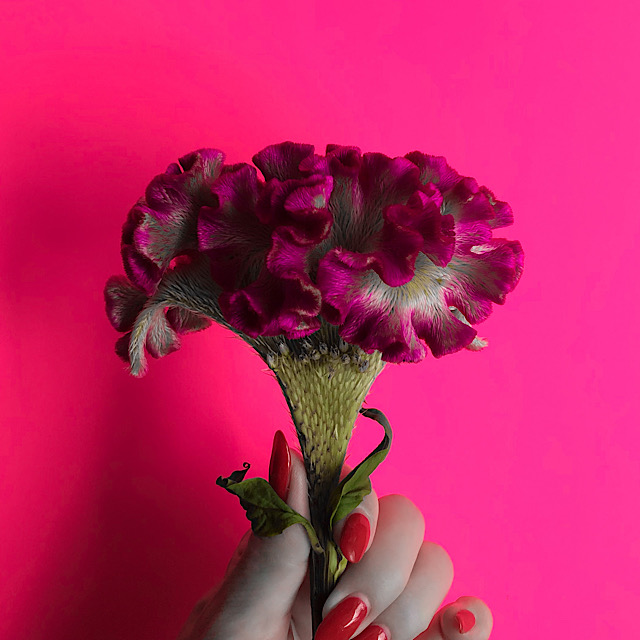 ケイトウの花言葉とは 英語名や開花時期など基本情報まとめ Erma S Flower Note