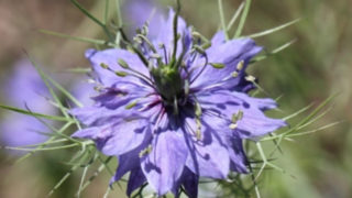 ユーフォルビア フルゲンスの花言葉とは スタイリッシュに輝く小花 Erma S Flower Note