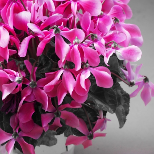 スキミア シキミア の花言葉とは 英名や別名 学名も詳しく解説 Erma S Flower Note