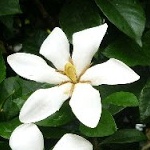クチナシ（梔子）の花の画像