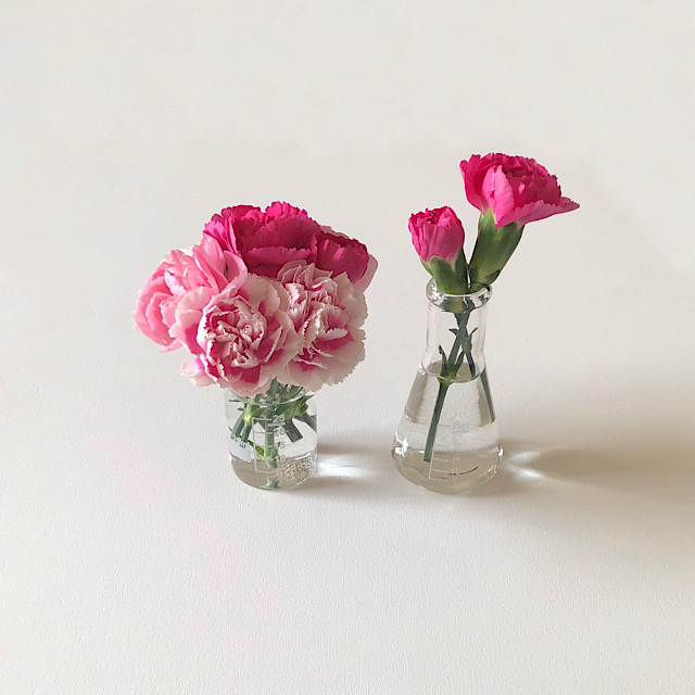私が撮影したカーネーションの写真