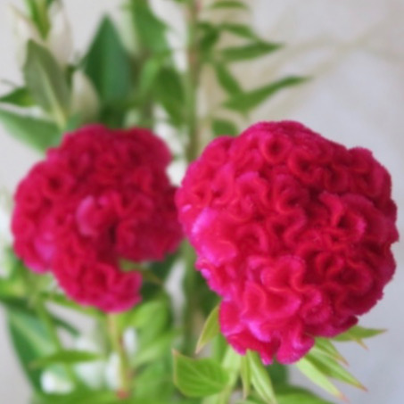 アマランサスの花言葉とは ケイトウに似た赤や緑の個性的な花 Erma S Flower Note