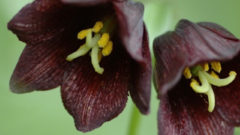 クロユリ 黒百合 の怖い花言葉とは 復讐から名付けられた由来や意味を解説 Erma S Flower Note