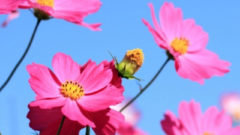 コスモスは恋愛にぴったりの花言葉 秋の花に込められた意味とは Erma S Flower Note