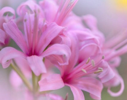 柊 ヒイラギ の花言葉は魔除けが由来 白い小花につけられた意味を解説 Erma S Flower Note