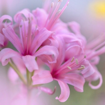 ネリネの花言葉はギリシア神話が由来 美しい女神と花との関係とは Erma S Flower Note
