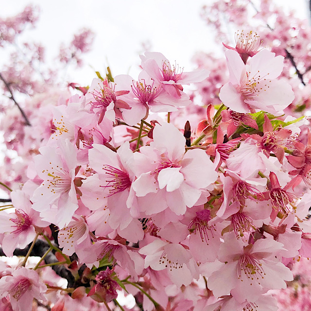 桜 サクラ の種類別の花言葉とは 英語 フランス語 韓国語の意味も総まとめ Erma S Flower Note