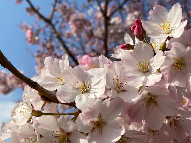 私が撮影した桜の画像