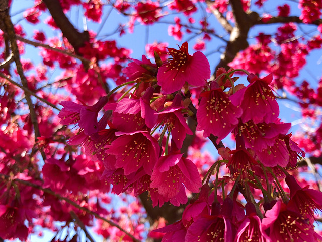 私が撮影した寒緋桜の画像