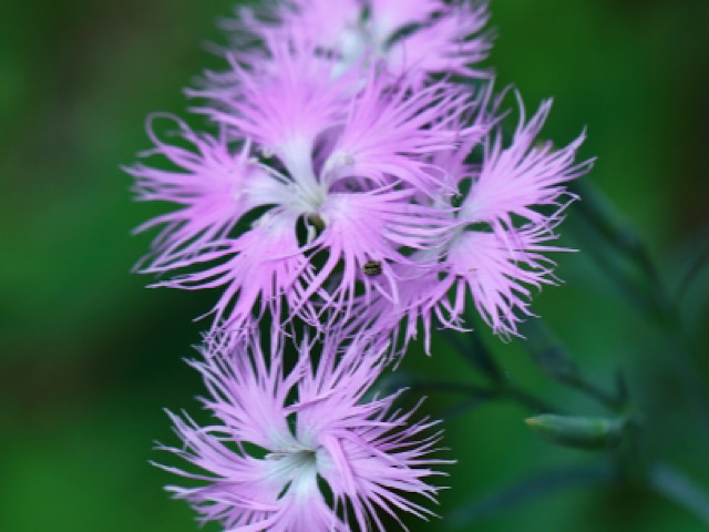 ナデシコ 撫子 の花言葉とは 英語やフランス語の意味も総まとめ Erma S Flower Note