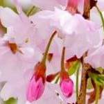シダレザクラ（枝垂桜）の画像