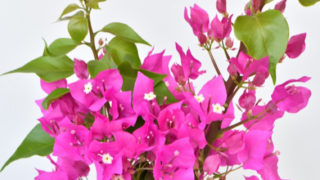 トルコキキョウ トルコギキョウ の花言葉と由来とは 名前の由来も総まとめ Erma S Flower Note