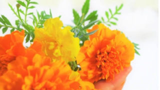 トルコキキョウ トルコギキョウ の花言葉と由来とは 名前の由来も総まとめ Erma S Flower Note