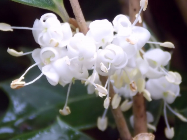 柊 ヒイラギ の花言葉は魔除けが由来 白い小花につけられた意味を解説 Erma S Flower Note