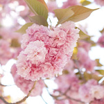 ヤエザクラ（八重桜）の画像