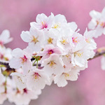 サクラ（桜）の画像