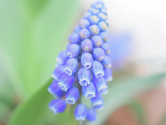 ムスカリの花言葉とは 紫色が与えるネガティブな印象を解説 Erma S Flower Note