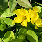 カタバミ（酢漿）の花の画像