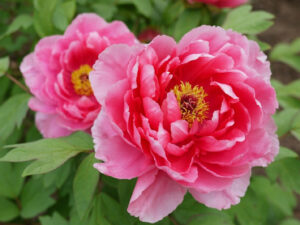 縁起のいい牡丹の花言葉とは？花王と呼ばれる圧倒的に美しい花 | 花と花言葉