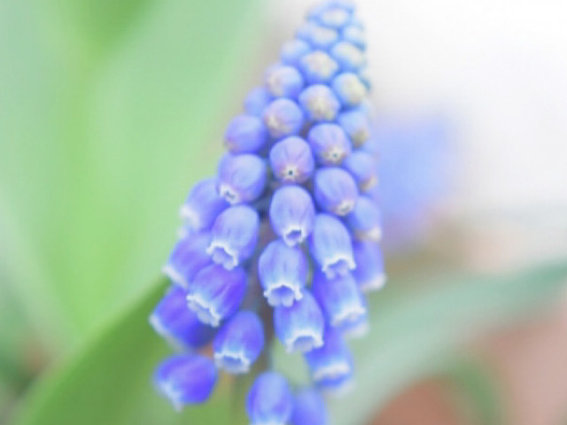 青紫色のムスカリの画像