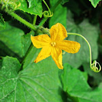 カボチャ（南瓜）の花の画像
