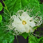 カラスウリ（烏瓜）の花の画像