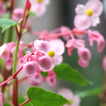 シュウカイドウ（秋海棠）の花の画像