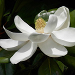 タイサンボク（泰山木）の花の画像