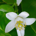 ミカン（蜜柑）の花の画像
