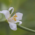 ユズ（柚子）の花の画像