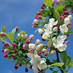 リンゴ（林檎）の花の画像