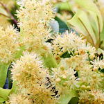 ボダイジュ（菩提樹）の花の画像