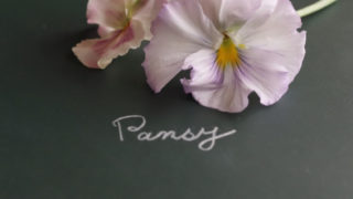 ミモザ アカシア の花言葉とは フランス人に愛される冬の太陽 Erma S Flower Note