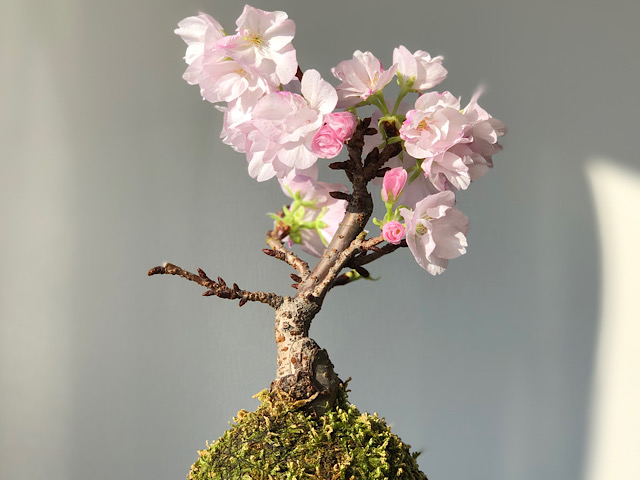 晩春の季語「桜」を自宅で私が撮影した画像