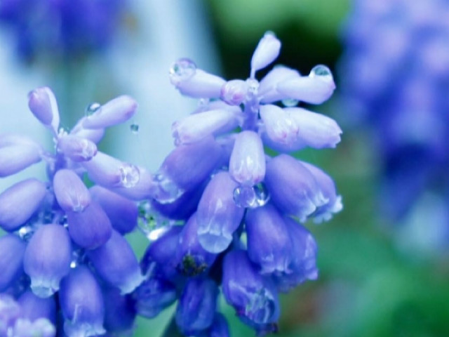 ムスカリの花言葉とは 青紫色が与えるネガティブな印象を解説 Erma S Flower Note