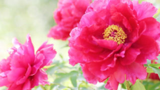 芍薬 シャクヤク の花言葉とは 英語の慣用句に使われる恥じらいの花 Erma S Flower Note