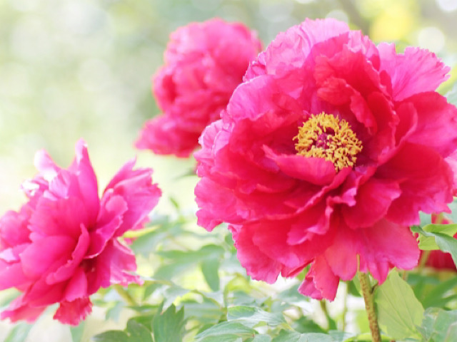 縁起のいい牡丹の花言葉とは 花王と呼ばれる圧倒的に美しい花 Erma S Flower Note