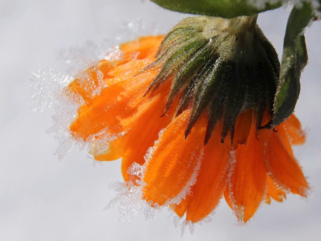 pixabayから引用した花の画像