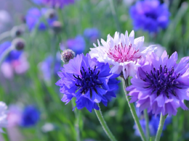ヤグルマギク 矢車菊 の幸福な花言葉 繊細な花につけられた意味とは Erma S Flower Note